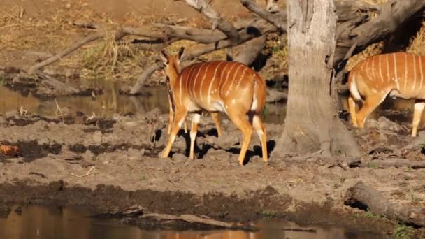 Young Nyala Bulls Play Fighting Water Edge Lake South Africa — Vídeos de Stock