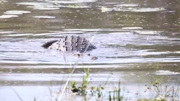 Footage Nile Crocodile Slowly Swimming Natural Lake Nature Reserve South — 图库视频影像