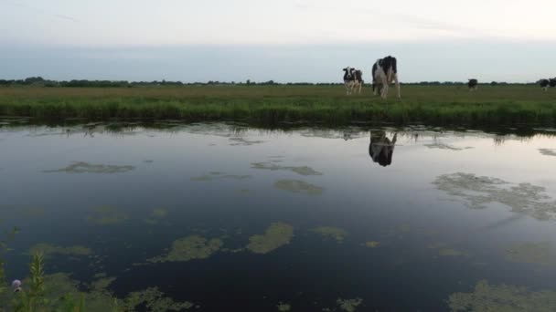 Ένα Ευρύ Πλάνο Δύο Ολλανδικών Αγελάδων Ένα Μεγάλο Χωράφι Παράγουν — Αρχείο Βίντεο