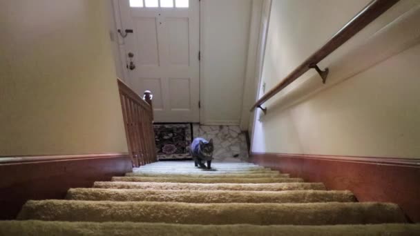 Cute Cat Climbing Stairs Stealth — Stock videók