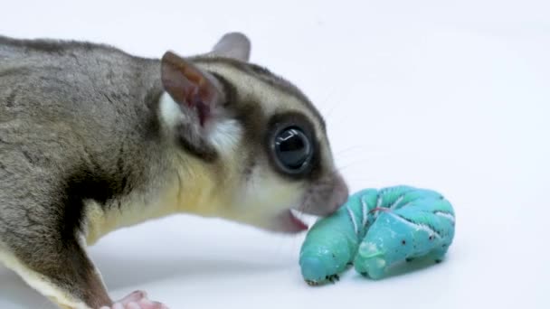 Close Sugar Glider Bites Hornworm Decides Eat — ストック動画