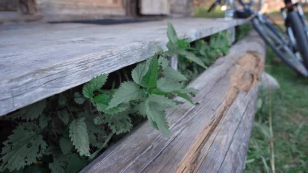 Stinging Nettle Plant Growing Old Loghouse Terrace Bikes Background — 图库视频影像