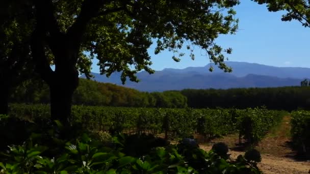 Wine Farm Franschoek — Stock video