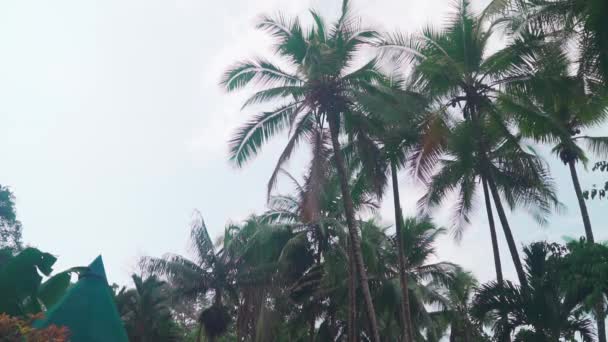 Slow Motion Shot Coconuts Falling Tall Palm Tree Worker Trims — Stockvideo