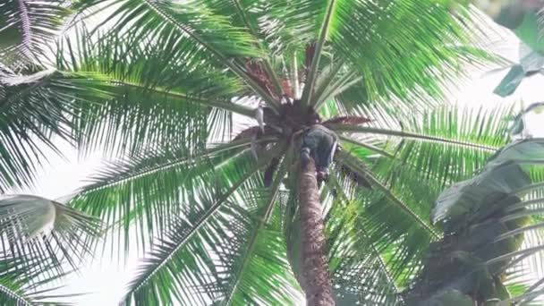 Slow Motion Shot Large Green Palm Frond Falling Ground Tall — Vídeo de Stock