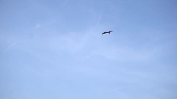 Большая Хищная Птица Пролетела Над Мумбаи Красивыми Крыльями — стоковое видео