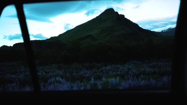 Slow Motion Shot Backsear Beautiful Icelandic Lupins Dramatic Mountain Shot — Stok video