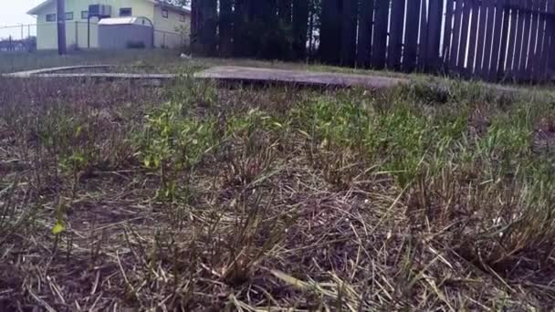 Panning Ground Thin Wooden Door Lying Grass Back Yard — Vídeos de Stock