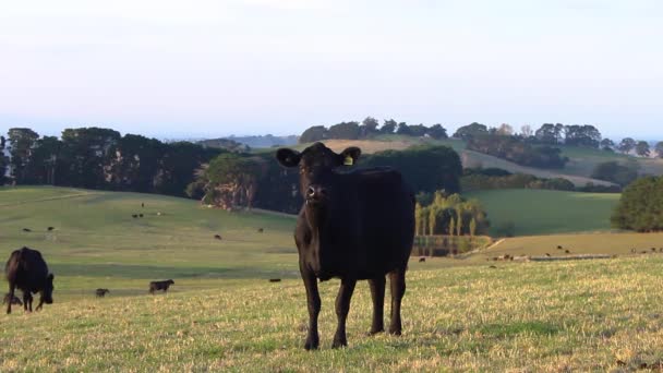Black Cow Looking Camera Farmland Victoria Australia — Stock videók