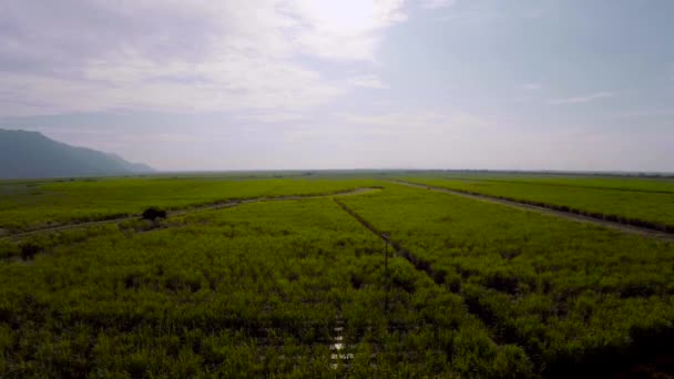 Drone Flighting Sugar Cane Field — Video Stock