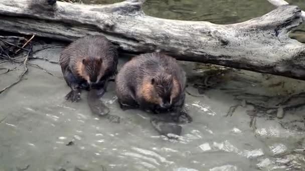Pair North American Beavers Scratch Themselves Banks Skagit River Washington — Video Stock