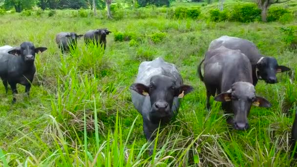 Curious Water Buffaloes Looking Camera Grazing — Stock video