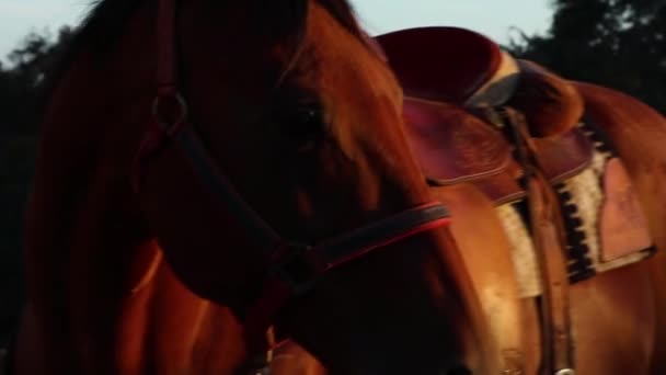 Fully Saddled Horse Turns Her Head Looking Vibrant Sunset — Video Stock