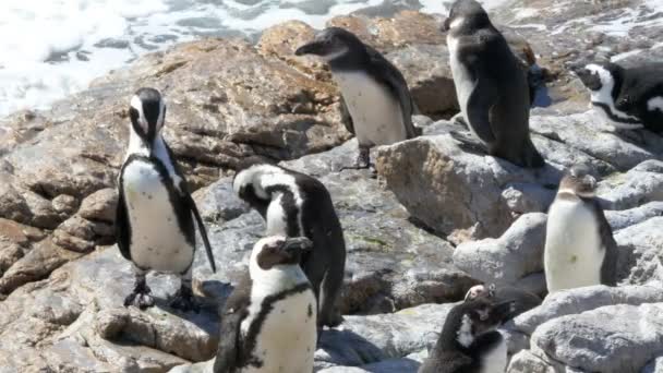 Jackass Penguins Spheniscus Demersus Basking Rocks Swim Atlantic Ocean Cape — 图库视频影像