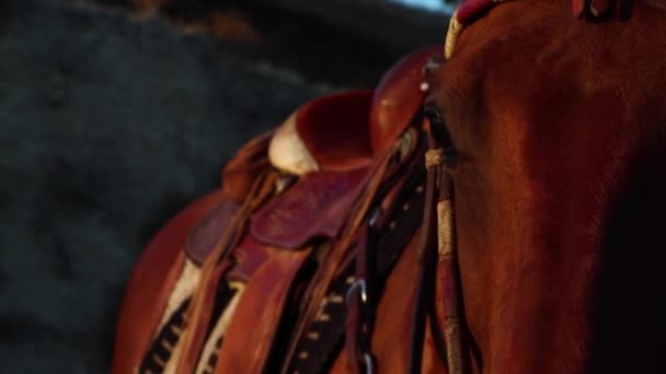 Cinematic Shot Horses Face Panning Her Nose — Stock video