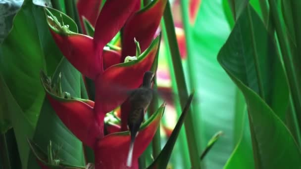 Hummingbird Searching Nectar Colorful Tropical Flowers Slow Motion Punta Banco — Vídeo de Stock