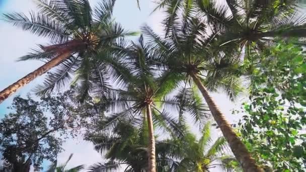 Slow Motion Walk Palm Tree Covered Path Looking Fonds Sunlight — Vídeo de Stock