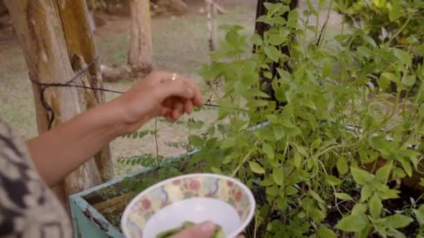 Woman Traveler Picks Herb Leaves Garden Punta Banco Costa Rica — Stock video