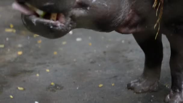 Close Hippopotamus Chewing Food — Stok video