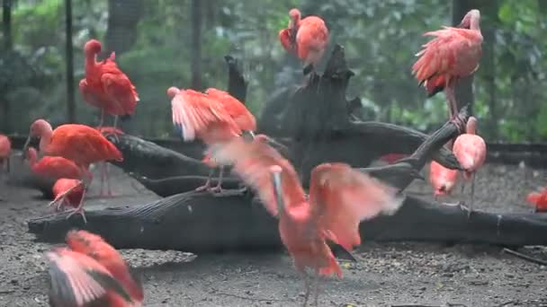 Group Beautiful Bird Birds Vivid Color Vivid Orange Color — Stockvideo