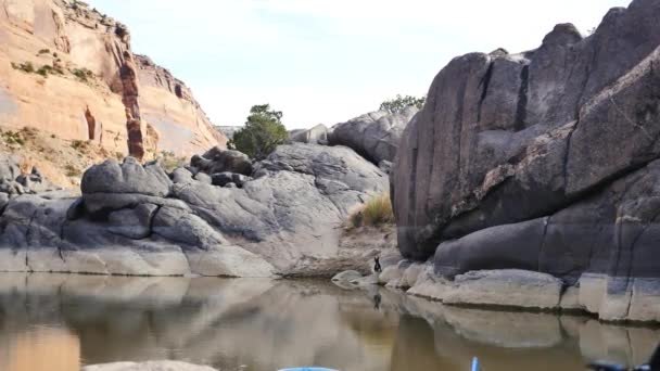 Little Black Dog Black Rocks Canyon — Stockvideo