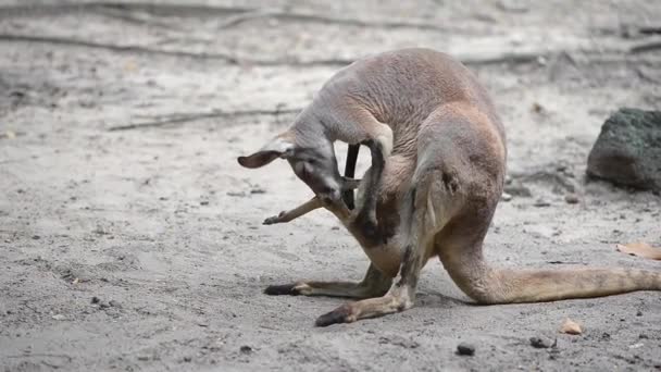 Mother Red Kangaroo Cleaning Her Baby Pouch Little Kangaroo Mother — Wideo stockowe