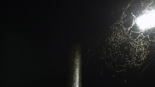 Pan Led Streetlight Covered Spider Webs Bugs — Video