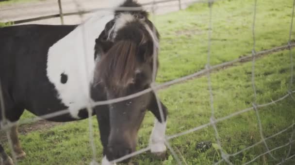 Small Pony Grazes Pasture Fence Pony Shade Some Trees Nearby — Stockvideo