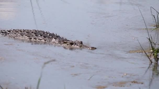 Footage Nile Crocodile Slowly Swimming Natural Lake Nature Reserve South — Vídeos de Stock