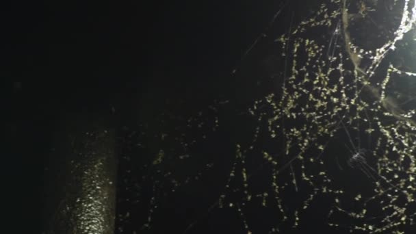 Close Pan Led Streetlight Covered Spider Webs Bugs — Stock Video