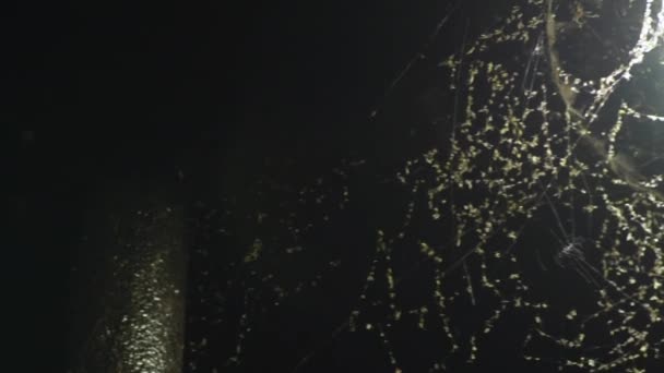 Close Pan Led Streetlight Covered Spider Webs Bugs — Stockvideo