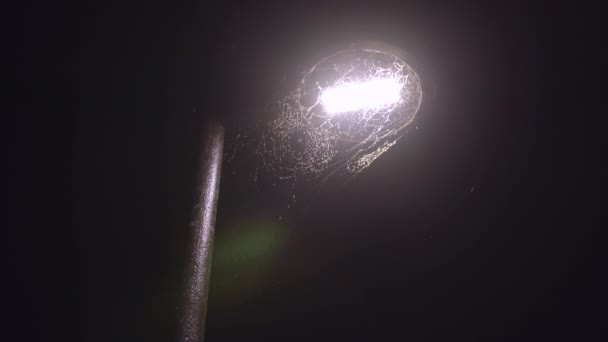 Massive Spider Web Lamp Post Covered Bugs — Vídeos de Stock