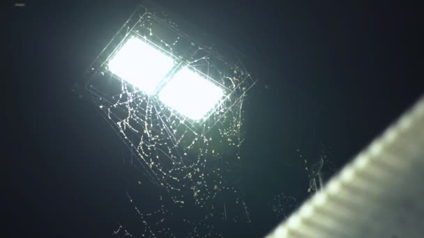 Massive Spider Web Lamp Post Covered Bugs Bus Shelter — Vídeo de Stock