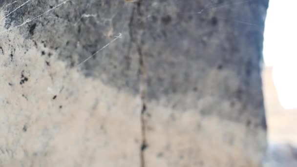 Orb Weaver Spider Scurries Its Web — Vídeos de Stock