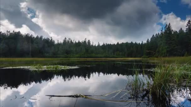 Черное Озеро Болота Лес Заднем Плане Crno Jezero Pohorje Словения — стоковое видео