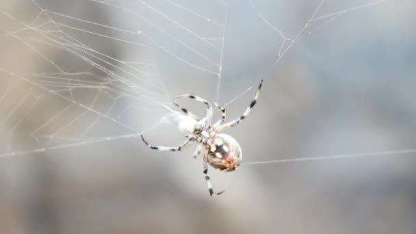 Orb Weaver Spider Working Its Web — Stockvideo