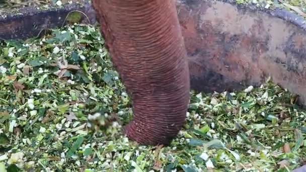 Trunk Elephant Playing Food Large Bowl — Vídeo de stock