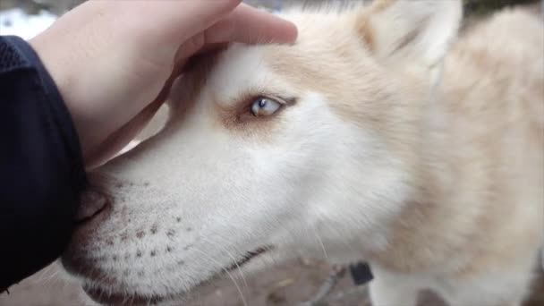 Rescue Husky Who Works Sled Dog Enjoys Pats While Resting — Vídeo de Stock