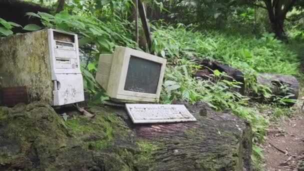 Old Computer Log Middle Wild Forest — Stock Video
