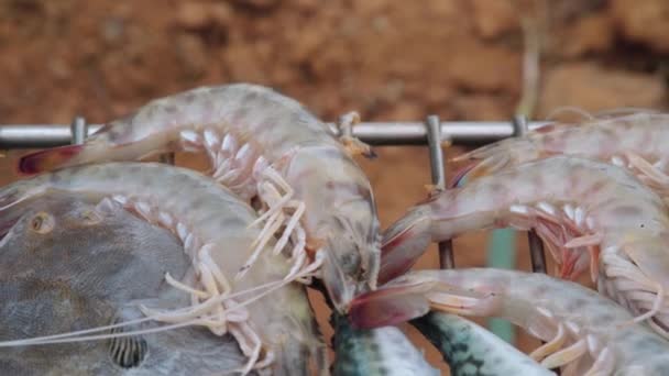 Hand Adding Raw Prawns Shrimp Traditional Makeshift Spanish Grill Close — Stok video