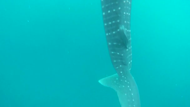 Long Stretch Whale Shark Starting Tip His Tail His Giant — 图库视频影像