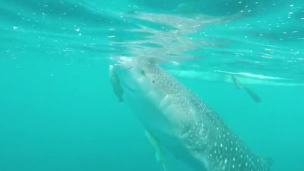 Breaching Whale Shark Feeding Waters Philippines — Vídeo de Stock