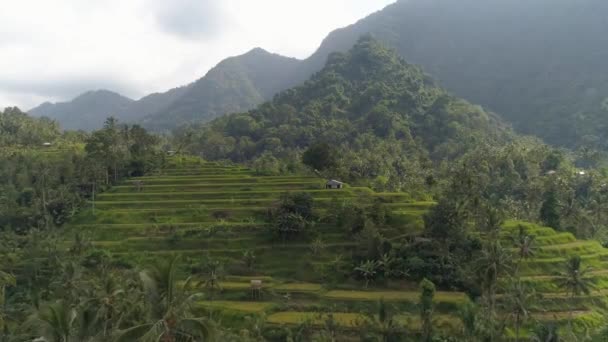 Aerial View Lush Green Rice Terrace Bali Indonesia — Stockvideo