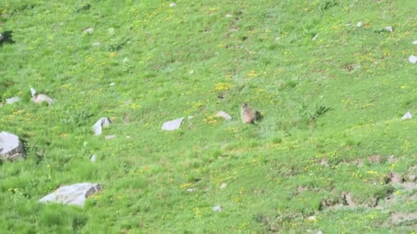 Marmot Runs Away Cautiously Green Hills Barcelonnette France — Video Stock