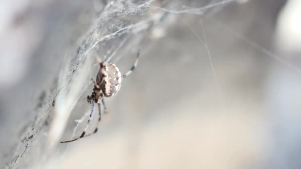 Orb Weaver Spider Sitting Stone Web — Stockvideo