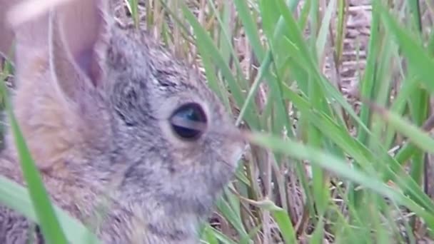 Close Bunny Rabbit Relaxing Green Grass Also Small Little Spider — Stockvideo