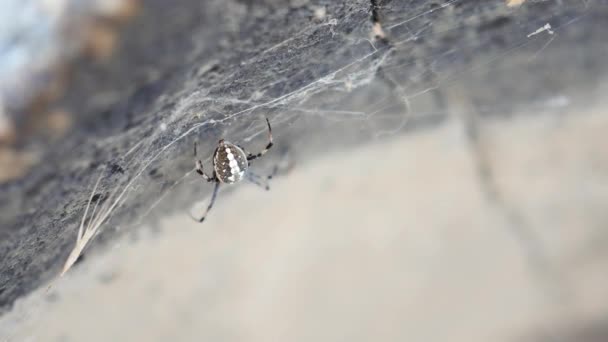 Spotted Orb Weaver Αράχνη Κάθεται Γκρι Πέτρα Ιστό Αράχνης — Αρχείο Βίντεο