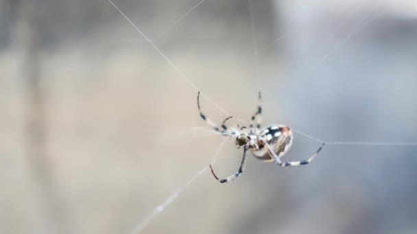 Orb Weaver Spider Gathering Its Own Web Crawling Away — Stockvideo