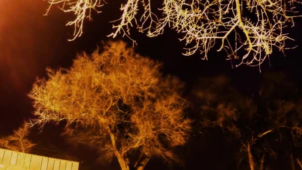 Night Lapse Day Today Spooky Dead Branches Hanging Tree — Video