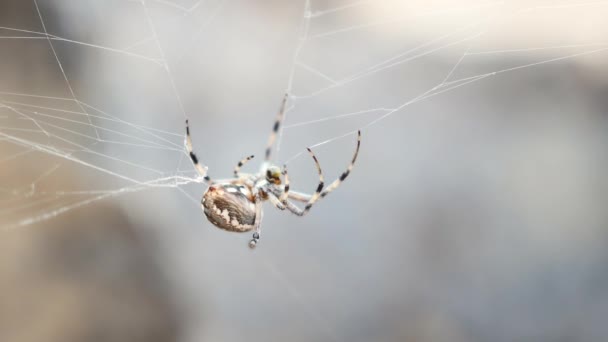 Orb Weaver Spider Gathering Its Web — Stockvideo